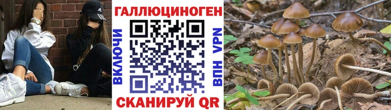 наркота Сокол Псилоцибиновые грибы MAGIC MUSHROOMS